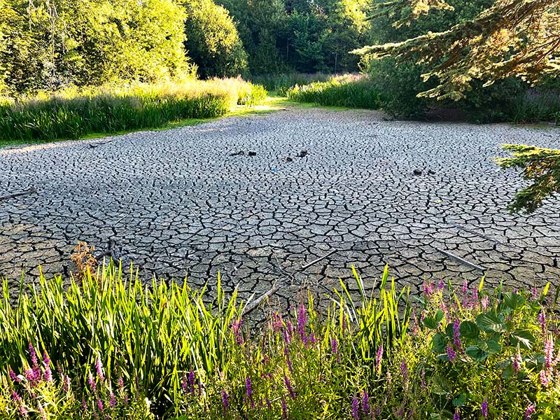 Droughts across the UK present challenges for the future of the water industry